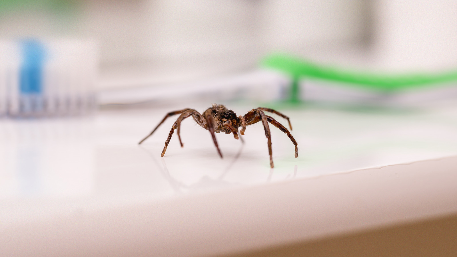 The Amazon Gadget That Will Make Getting Rid Of Spiders So Much Easier