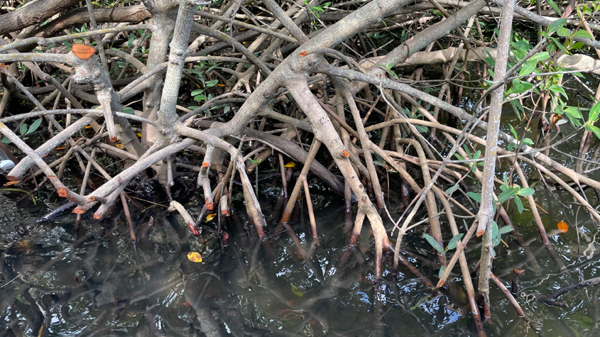 Mangroves: The Marvelous Coastal Trees of Hillsborough County