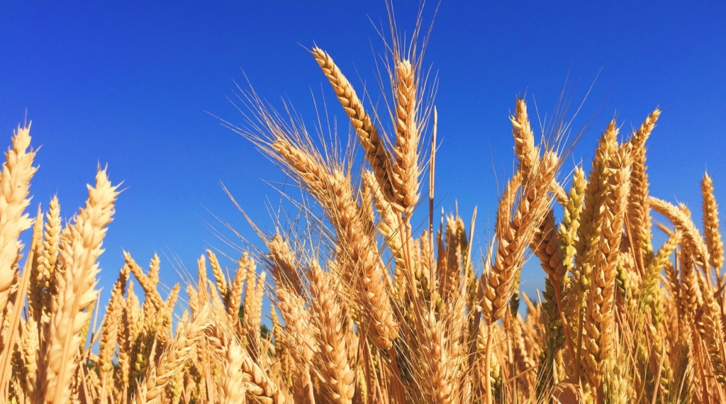 New Varieties of Barley Have Enhanced Nutritional Profiles