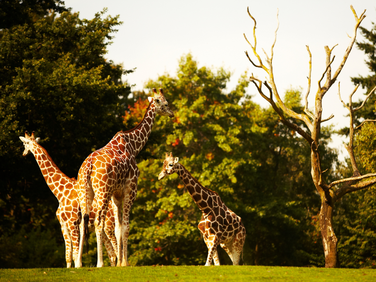 Biodiversity wonders: World’s largest zoos to spot rare species