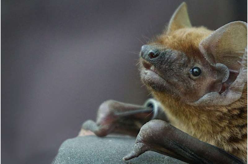 Much effort, little prey: Poor foraging success drives bats away from cities