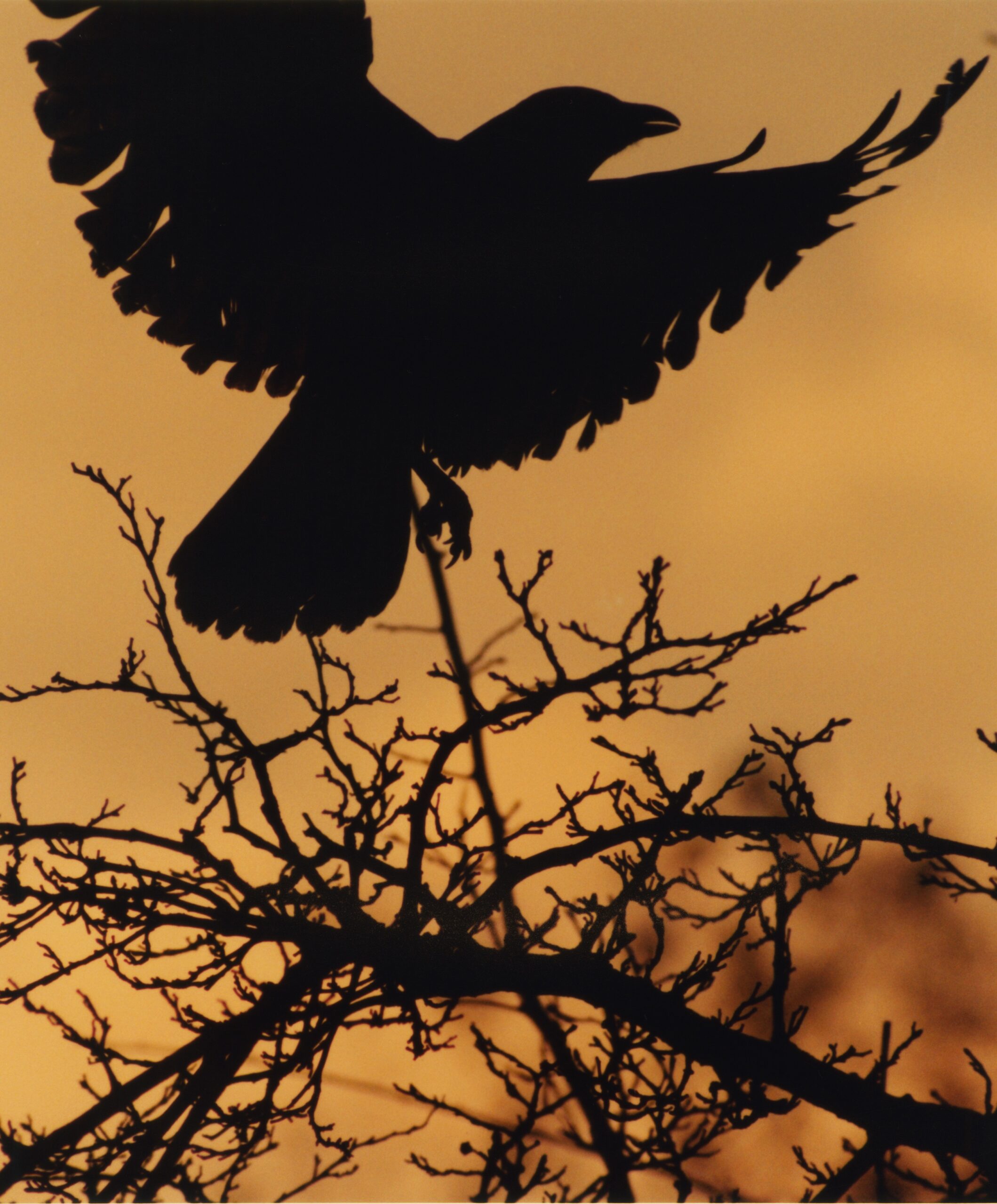 What a Murder of Crows Taught Me About Backyard Naturalism