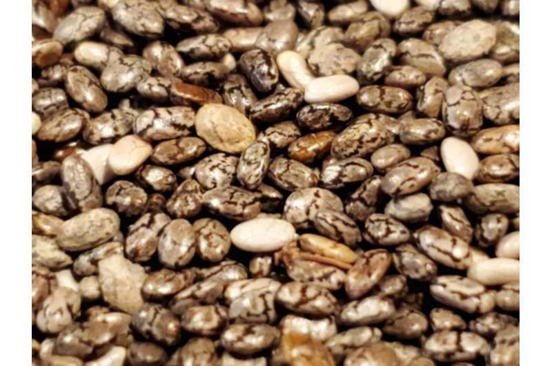 New study eyes nutrition-rich chia seed for potential to improve human health