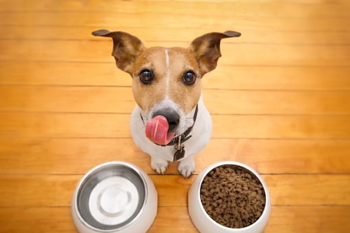 5 Healthy Foods For Your Dogs To Beat The Winter Chill