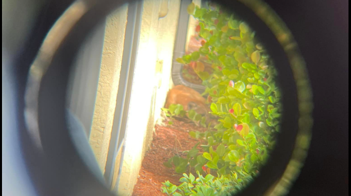 Florida panther seen napping feet away from someone’s doorstep