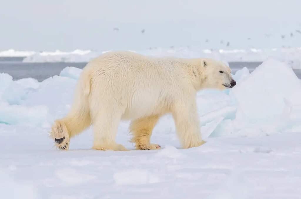 DNA From Paw Prints in the Snow Could Help Monitor Polar Bears and Other Threatened Animals