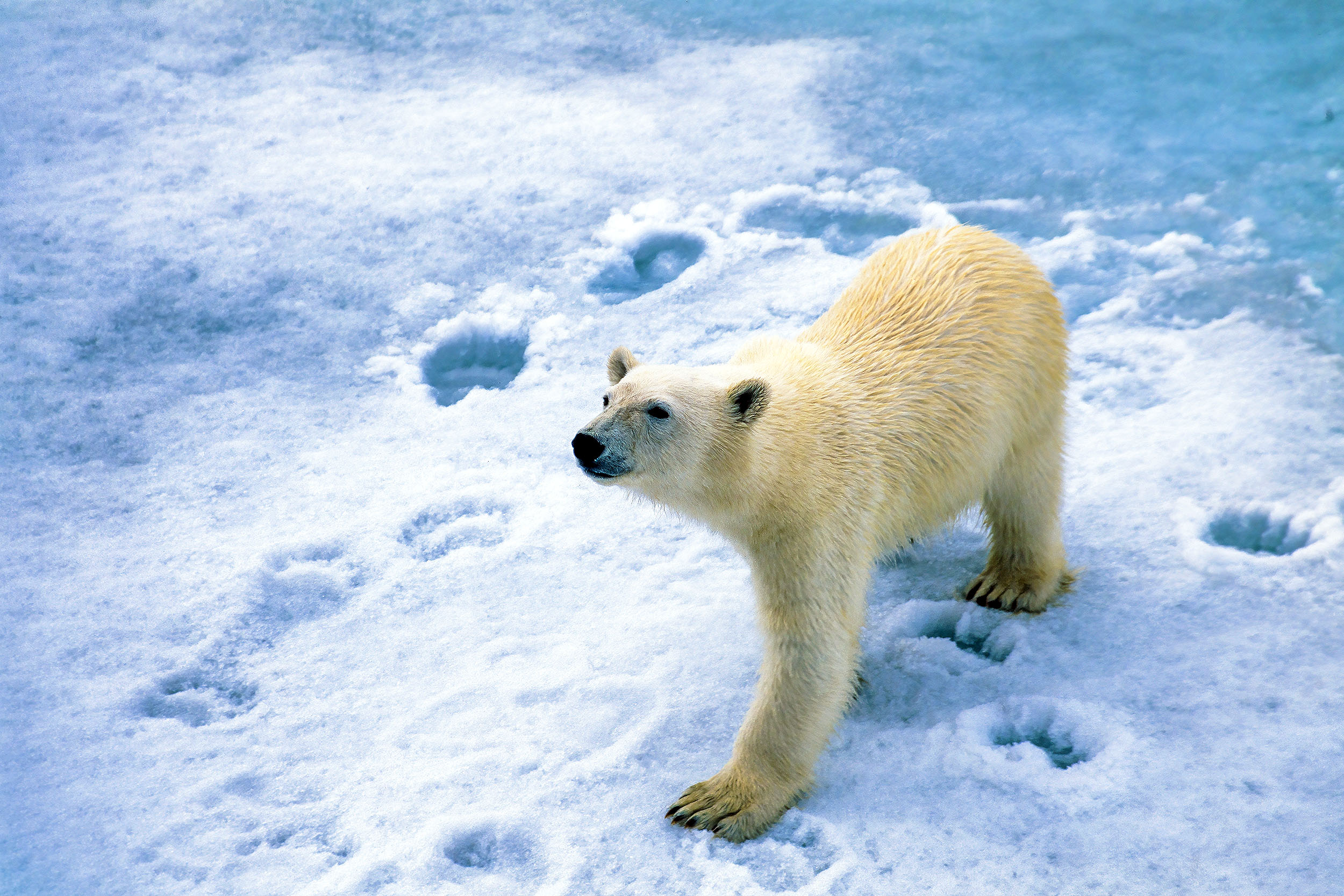 Footprint DNA helps scientists monitor elusive animals like polar bears