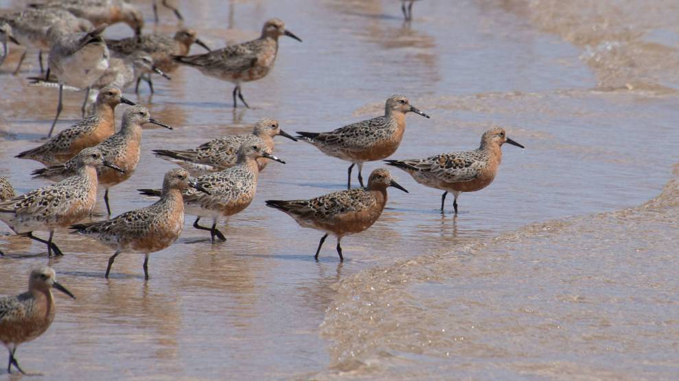 What’s killing migratory birds? A new tracking system may offer clues.