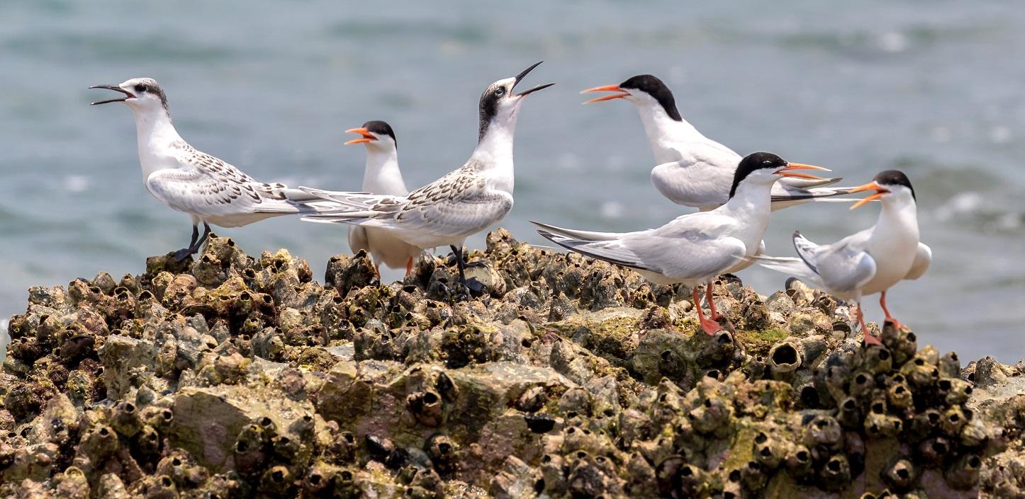 $12 Million in Grants Awarded to Improve the Environment of Long Island Sound