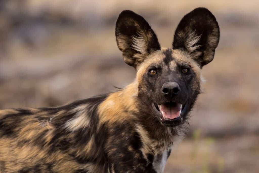 Are African Wild Dogs Endangered (And How Soon Will They Go Extinct)?