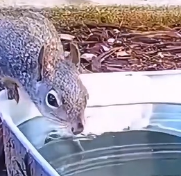 Family Builds Wildlife Watering Hole After Seeing Their Fountain Help Thirsty Animals.