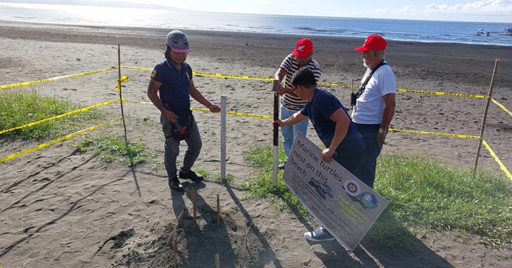 DENR reports increase turtle nesting in Zambo Norte