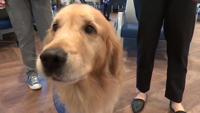 Therapy dogs at UT Health San Antonio psychiatry clinic keep patients calm, coming back