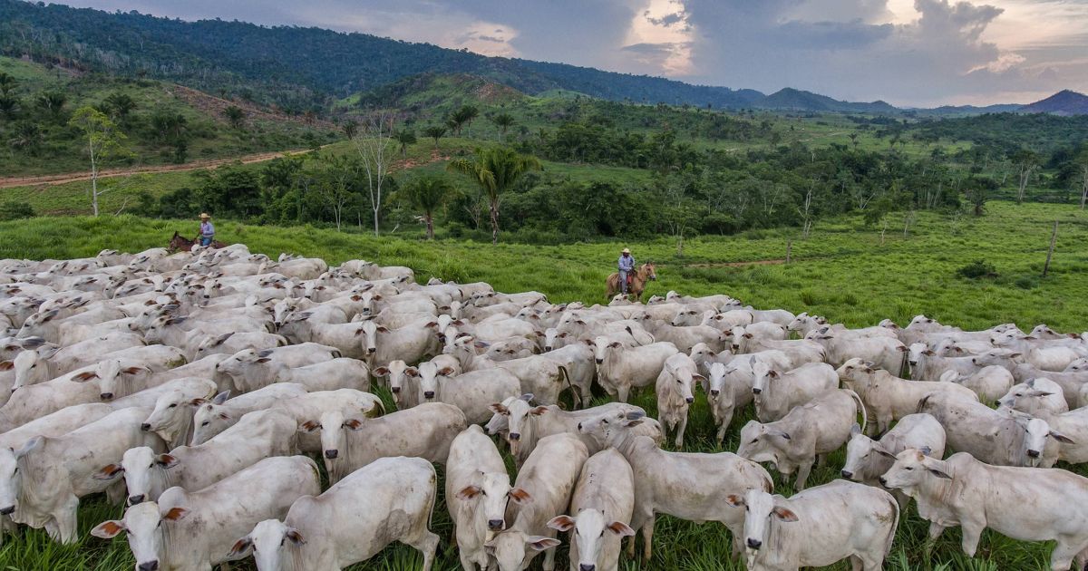 TNC praises Brazil’s first state-wide cattle traceability program committed to reducing emissions and preventing deforestation