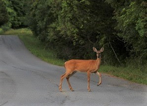 DEC: Drones forbidden for NY deer recovery