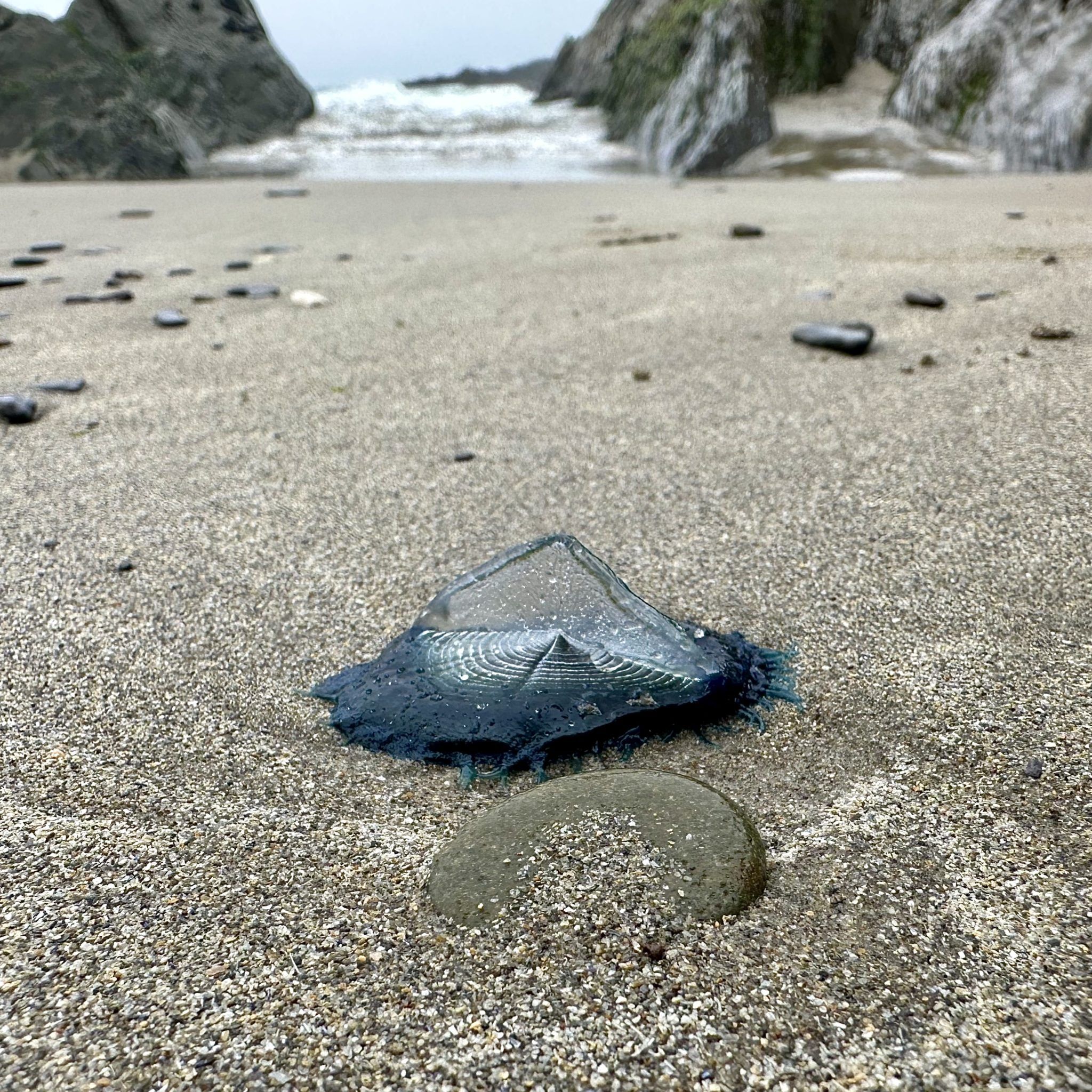 WILDLIFE: Storms around our coast deliver ocean spectacles