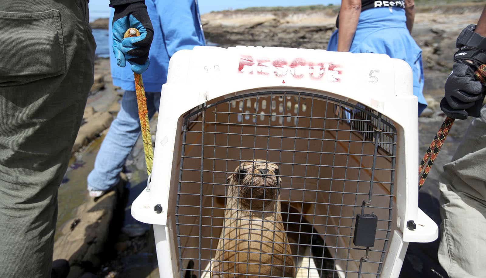 Wildlife rehab records show human impact on animals