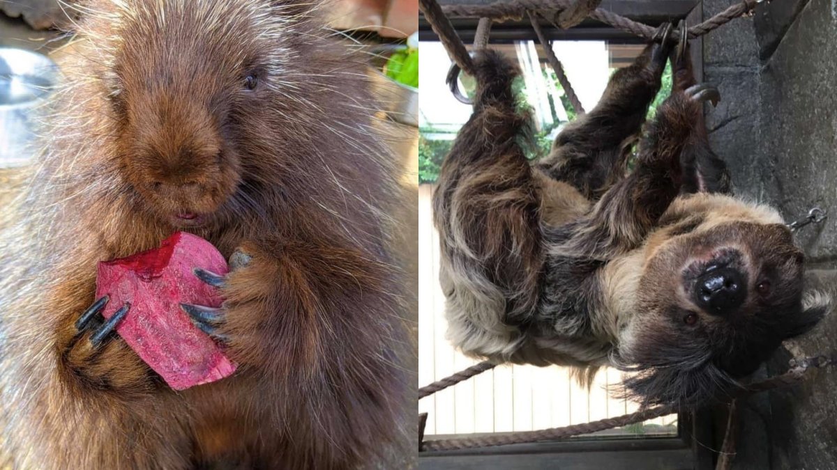 Celebrate a ‘Wild Winter Day’ with the critters of the Wildlife Learning Center