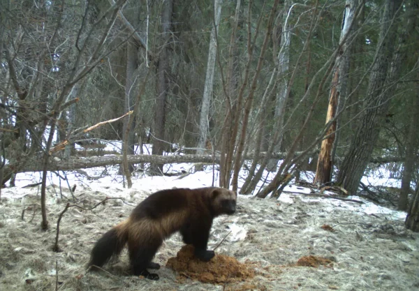 U.S. Fish and Wildlife Service lists wolverines as ‘threatened’ under Endangered Species Act