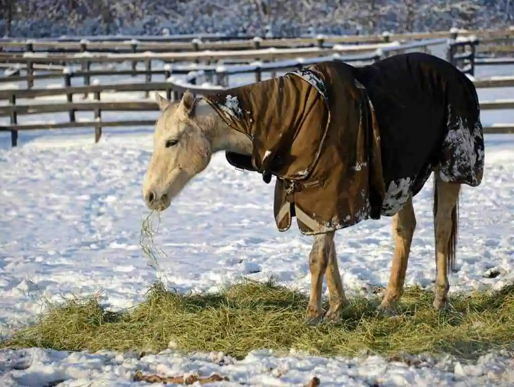 blanketed horse eating hay in snowy field