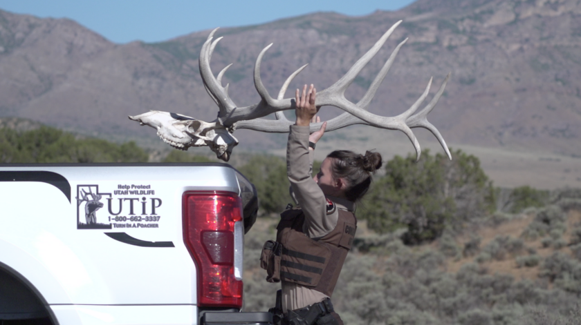 Illegal wildlife harvesting sees slight dip in Utah, conservation efforts intensify