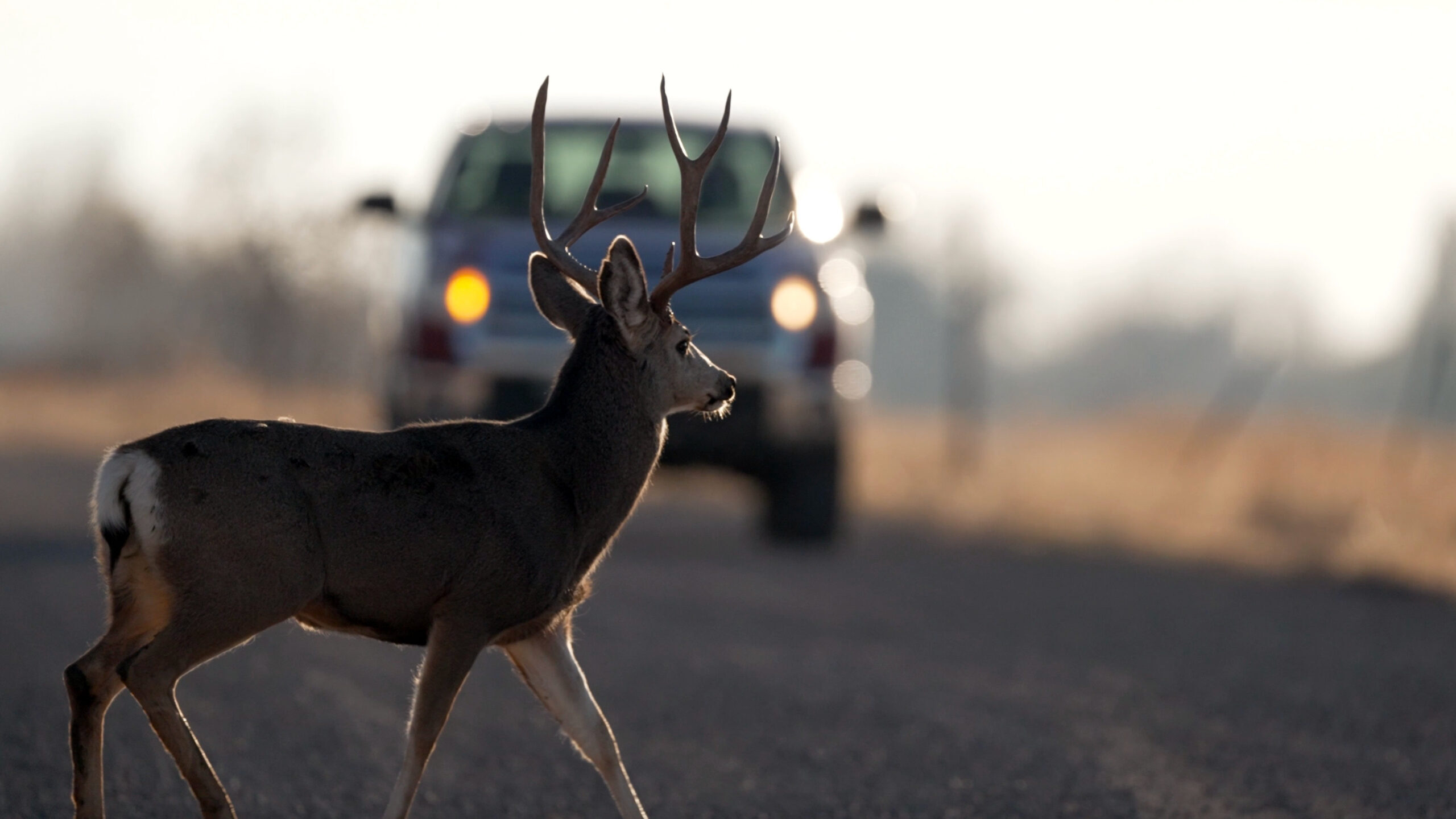 Over 1,000 fish and wildlife illegally killed in Utah during 2023