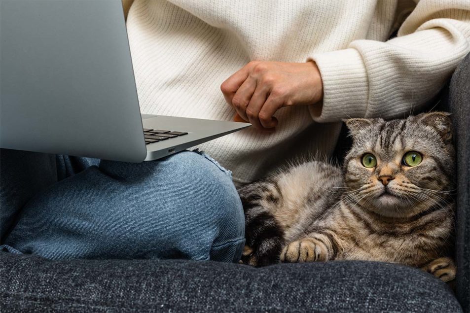 Pet nutrition brands rank high for digital growth in 2023