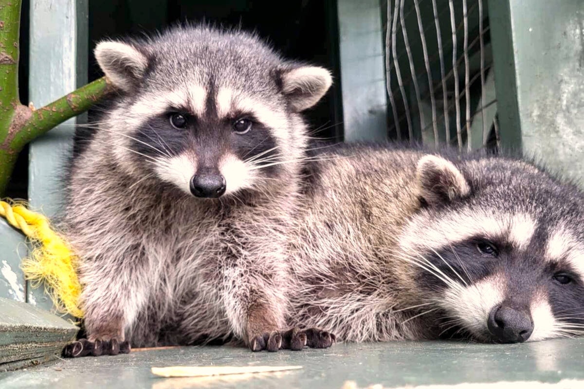 Langley wildlife sanctuary offers tips on when to help wild animals