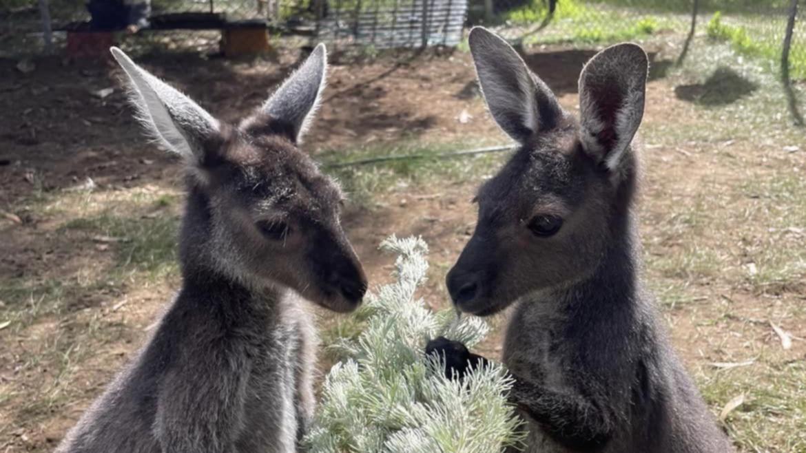 Wildlife rehab found with animals in ‘disgusting conditions’