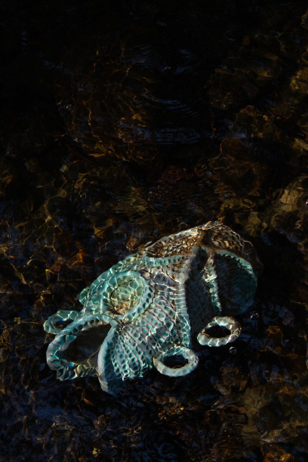 Rachel Kippen, Our Ocean Backyard | ‘Future Artifacts’ at MAH honors local Chinese history, imagines aquatic ancestry