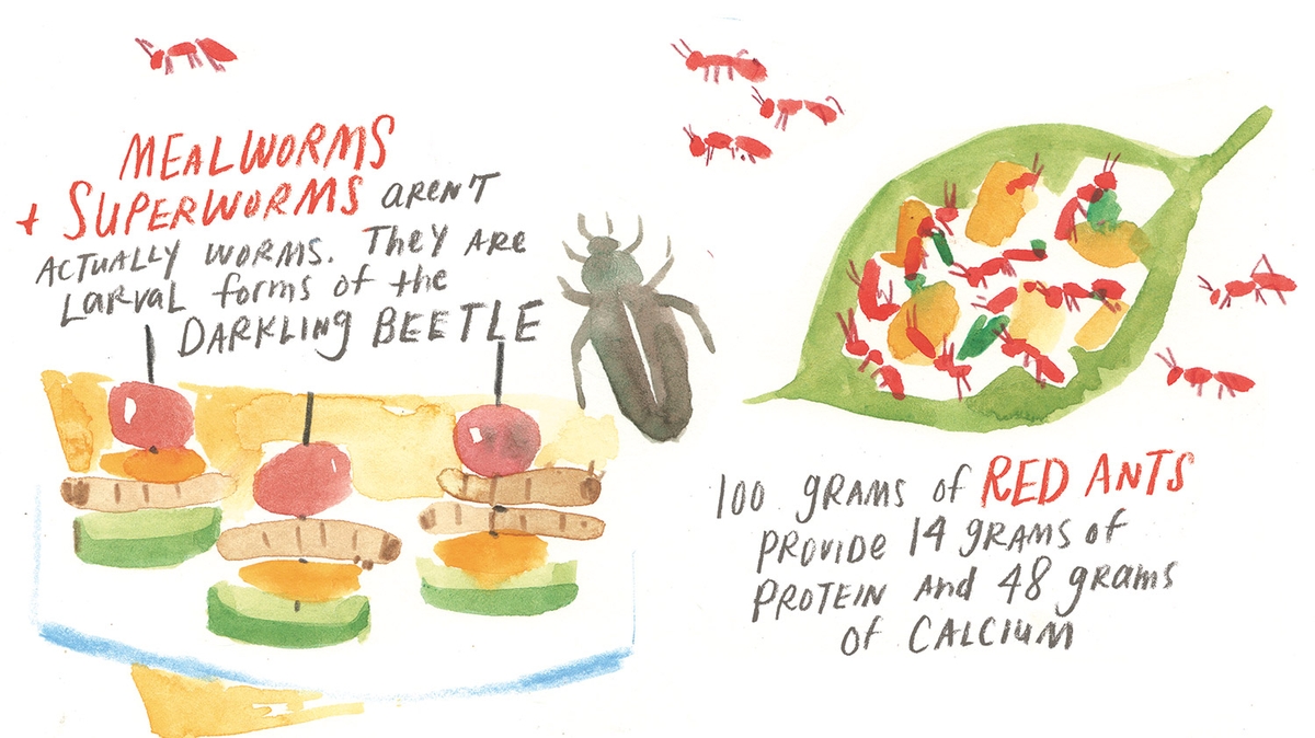 Edible Insects: Sustainable Protein of the Future?