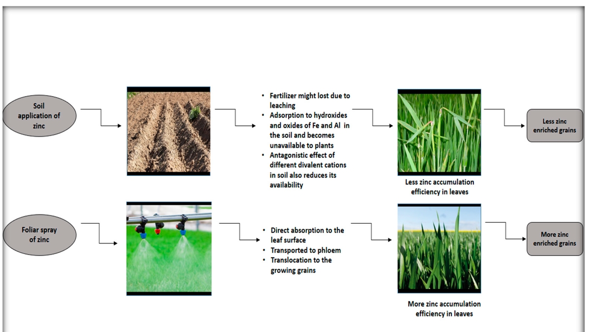 Unraveling the Role of Root System Architecture in Zinc Absorption in Wheat