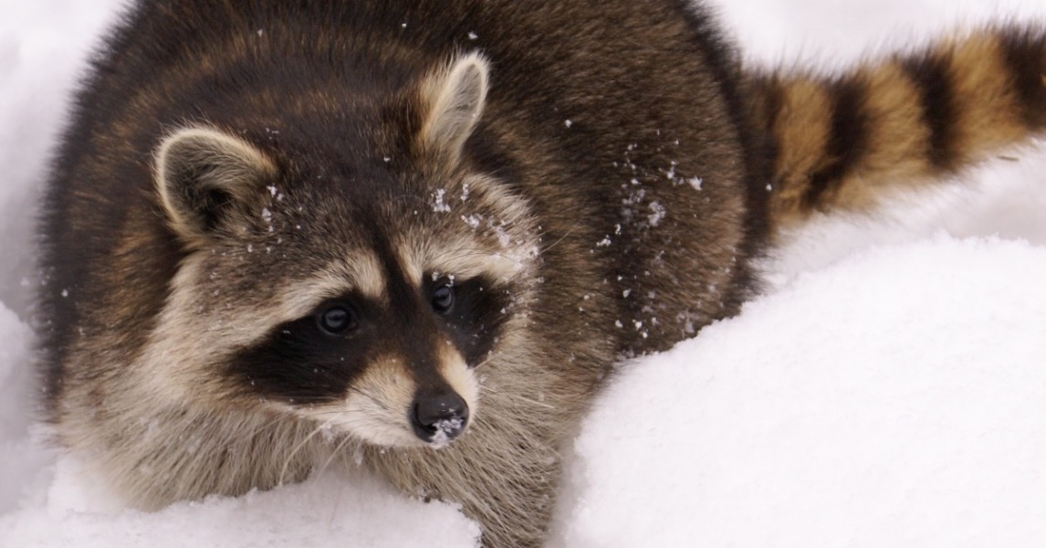 As Arctic Blast Spreads Across US, Wildlife Endure Frigid Conditions