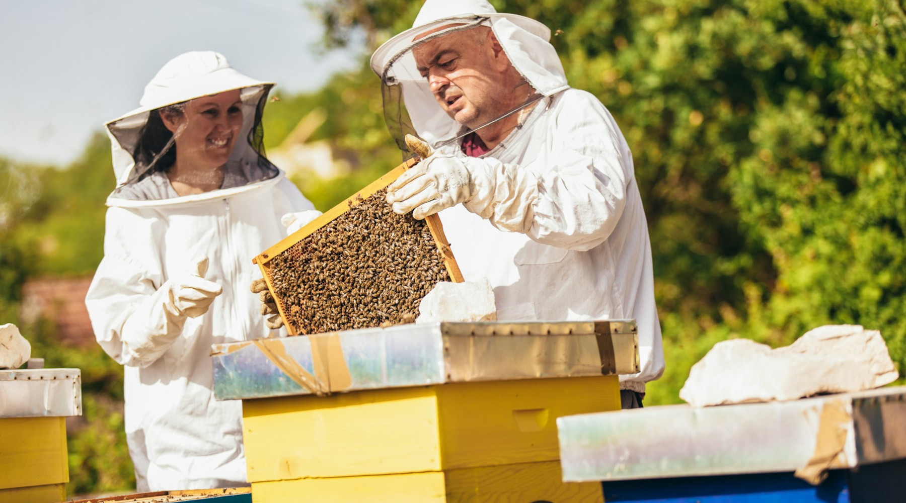 Unlock the Secrets of Hive Nutrition with New Honey Bee Nutrition Guide