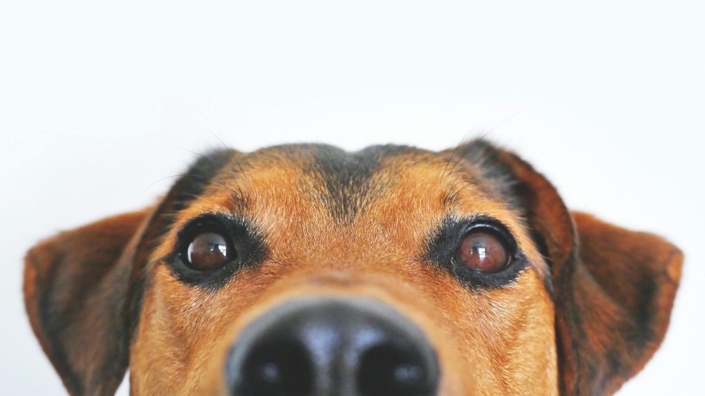 How vets are using dog TV to check canine vision