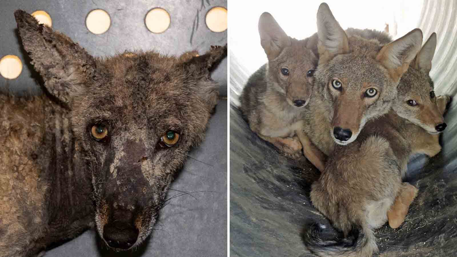 Wildlife alert: Here’s how rodenticide impacts Valley coyotes