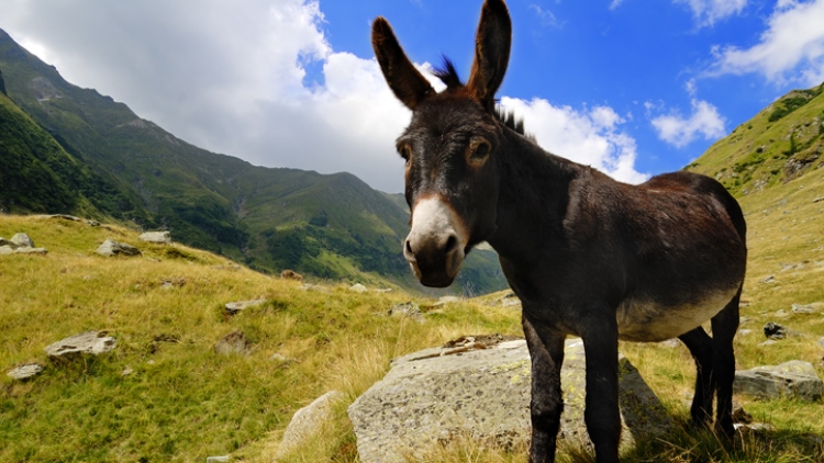 New nutritional substitute? Donkey milk touted as potential ingredient for infant and ageing products