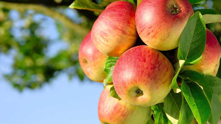 Healthy Plant Nutrition Advice for Apple Growers