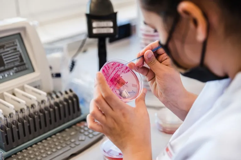 A lab technician wearing a face mask chooses bacterial colonies from an agar plate