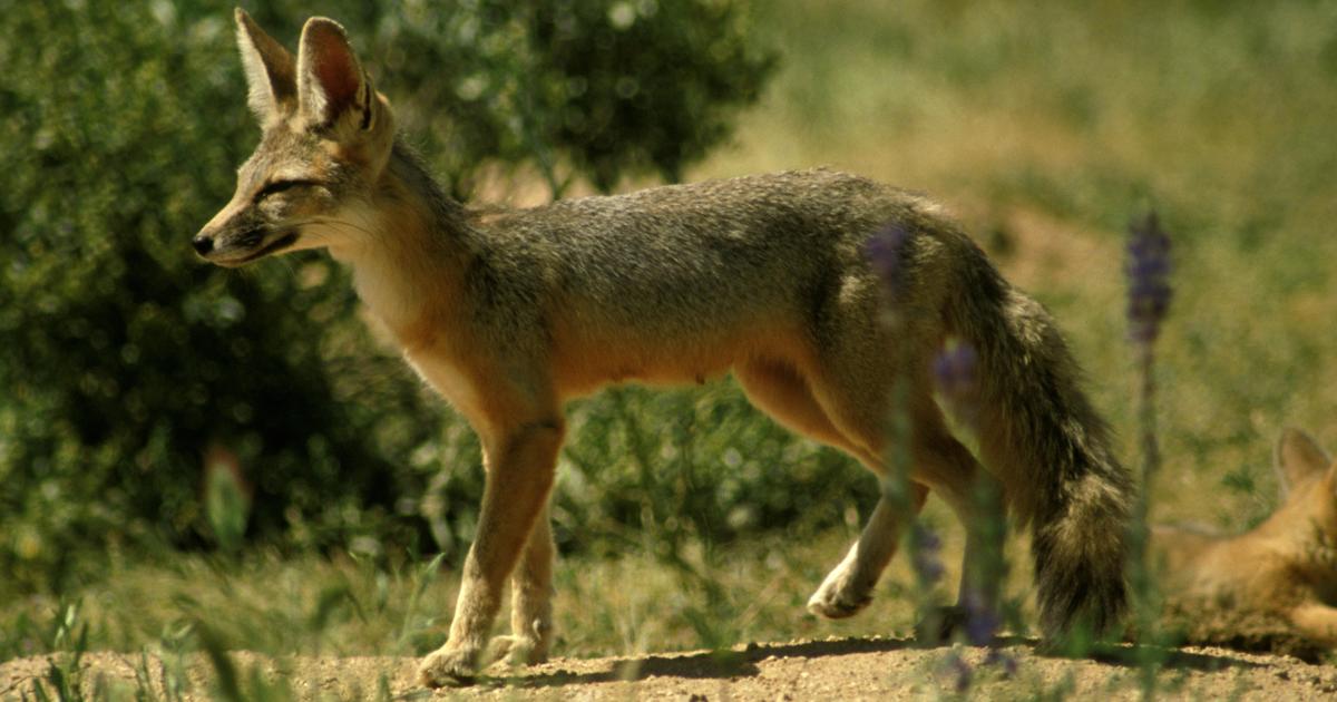 Officials identify possible reason for dead foxes and “strange wildlife behavior” at Arizona national park