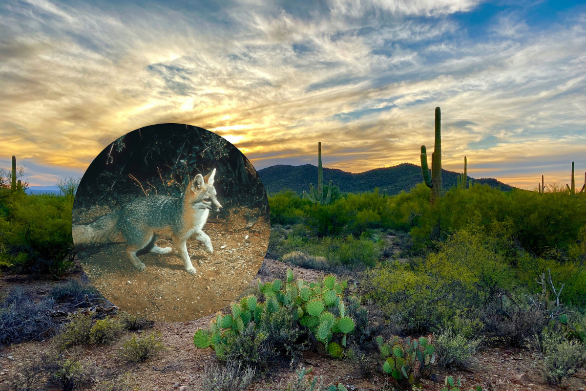 ‘Strange Wildlife Behavior’: Saguaro National Park Warns of Possible Rabies Cases