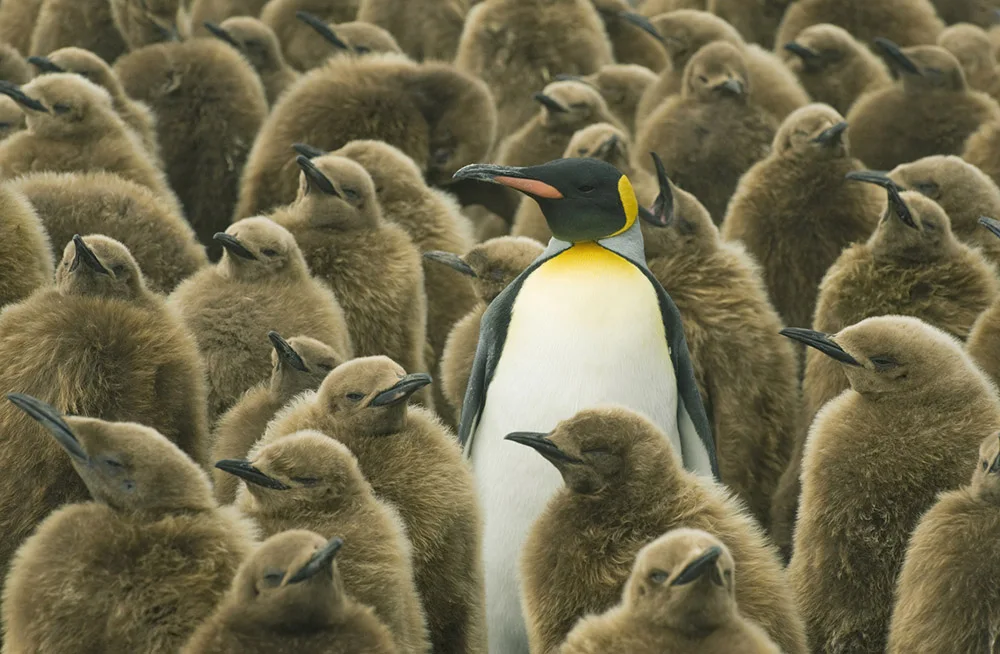 An adult king penguin surrounded by fluffy brown penguin chicks