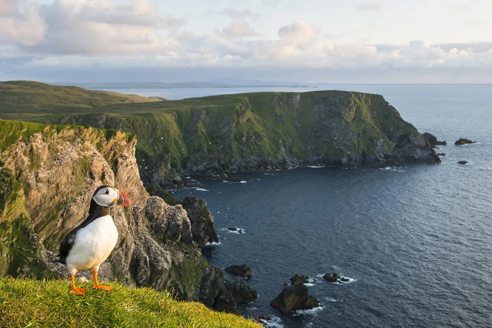 Atlantic puffin (Fratercula arctica) at clifftop edge, Hermaness National Nature Reserve, Unst, Shetland Islands, Scotland