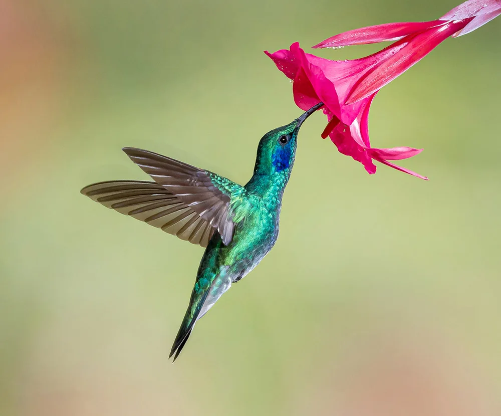 A green and blue  hummingbird with a pink flower