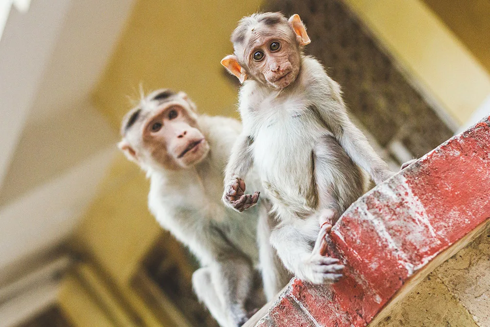 Two Rhesus Macaque monkeys sitting on a buildings edge one in sharp focus the other blurred in the background. Copyright: Claire Gillo.