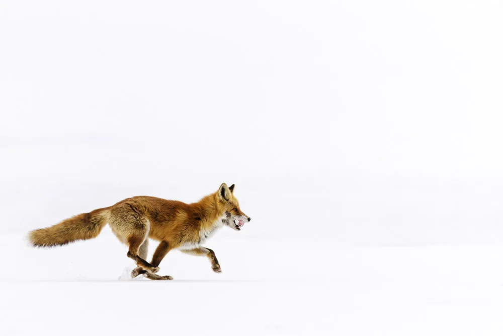 Red fox running in the snow, Jeremy Woodhouse, Getty Images