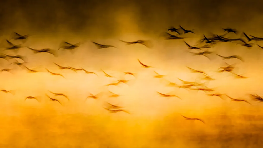 Long exposure shot of a flock of birds in flight, their bodies blurred against an illuminated golden yellow background. John Fan Photography, Getty Images