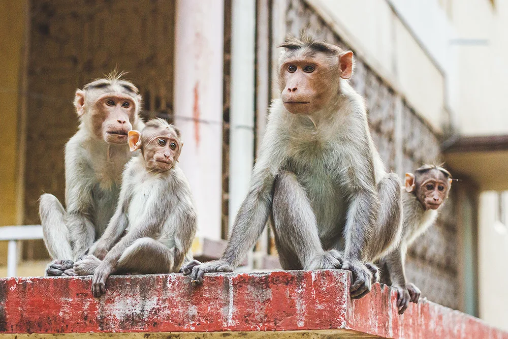 Four monkeys sitting on top of a brick wall