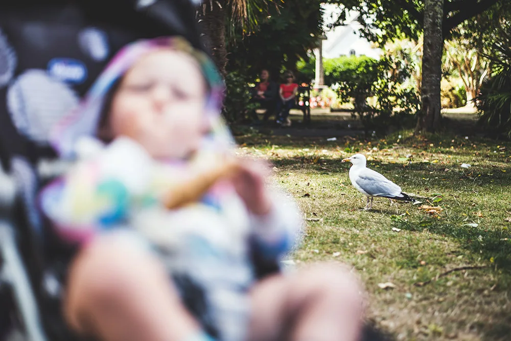 A seagull in a park, in the foreground out of focus, a baby sitting in a pram