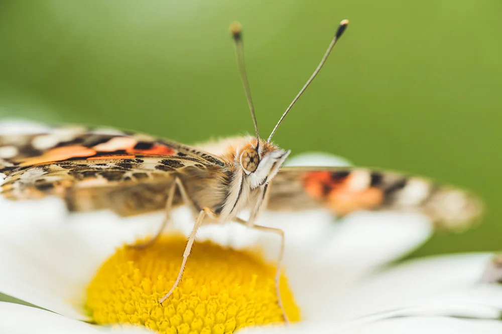 Macro photography, a butterfly on top of a white flower